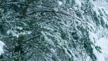 Karlı köknar dalları arka planda. Kış karlı ormanlara yakın. Kış doğası. Ormana kar yağıyor. Köknar ağacının dalına kar yağan güzel bir kış manzarası. Sallanan ağaç dalı