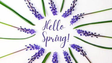 4k yakınlaştır Hello İlkbahar Kartpostal düzenini. Düz yerde, üst tarafta. Mavi sümbüller daire şeklinde. Tatil için tebrik kartı. Üzüm Sümlü Muscari. Bahar kartpostalı