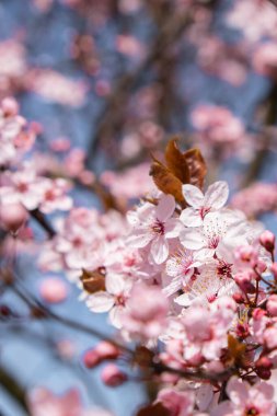 Pink violet flowers of cherry blossom on cherry tree close up. Blossoming petals of cherry flower. Nature. Bright floral scene with natural lighting. Spring concept Wallpaper background for greeting