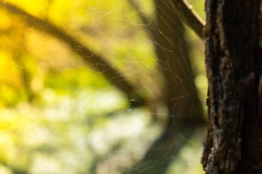 Spider web on branch of tree in the autumn spring park sun bokeh. Garden spiders weave their webs on trees and shrubs. pest for garden plants. Garden maintenance Wallpaper background Copy space