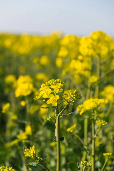 Gorgeous yellow canola field blooming rapeseed farm backlit with sunset light. Big agricultural field planted with numerous yellow flowers of field mustard blossoming in springtime. Rapeseed oil in