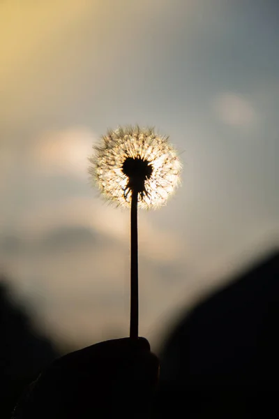 Female Hand Holding Dandelion Blossom Sunset Fluffy Dandelion Bulb Gets — Φωτογραφία Αρχείου