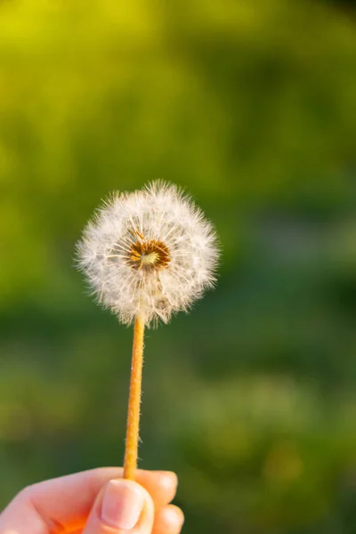 Female hand holding Dandelion blossom at sunset. Fluffy dandelion bulb gets swept away by morning wind blowing across sunlit countryside. White fluffy Field Dandelions on green background. Blurred