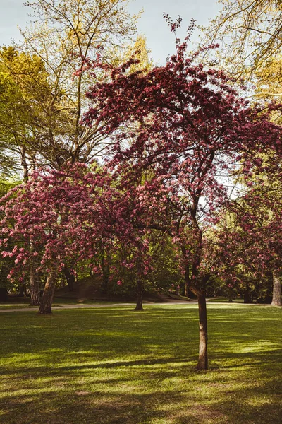 Рожево Фіолетові Квіти Вишні Цвітуть Вишневому Дереві Крупним Планом Квітучі — стокове фото