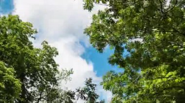 Mavi gökyüzü ve güzel bulut ile çayır ağacı. Mavi gökyüzü beyaz bulutlar. Yumuşak beyaz bulutlar. Bulut hızlandırılmış doğa geçmişi. Yazın mavi gökyüzü zaman aşımına uğrar. Işık bulutları bulut uzayında şekillerini değiştirir.