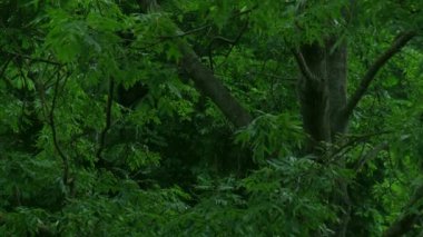 Sağanak yağmur, yazın gök gürültülü fırtına. Arka planda yeşil ağaçlar. Rüzgarlı yağmurlu hava, Bokeh ile yakın çekim. Mevsimlik tropikal yağmur ormanları karanlık akşam görüntüleri. Şiddetli yağmurda fırtına, güçlü.