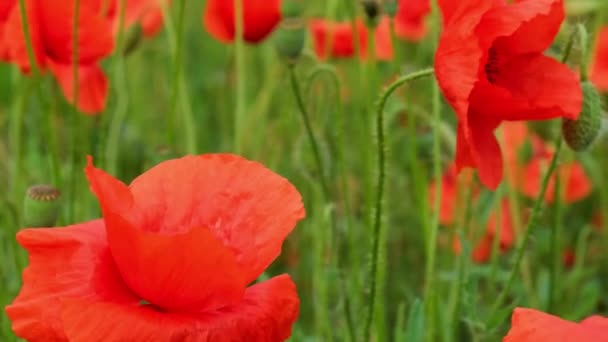 Red Poppy Flowers Wild Field Vivid Poppies Meadow Spring Beautiful — Stock Video