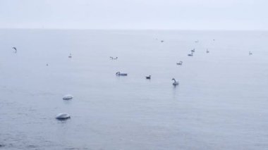 Mavi deniz gündoğumu ve suda yüzen kuğular. Vahşi beyaz kuğular kıyıya yakın denizde yüzerler. Kuğular deniz kenarında beslenir. Birçok kuğu Baltık Denizi 'nde yüzer. Vahşi doğa arka planı