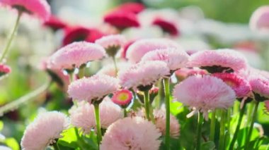 Flowerbed of beautiful colorful flowers on green lawn background. Group of delicate flowers in the period of active flowering in spring. Romantic natural background for all vivid moments of life