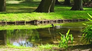Ördek, gölette yüzen su kuşlarının yakınındaki gölde dalgalı suda yüzer ve yiyecek aramak için beslenir. Nehrin mavi suyu