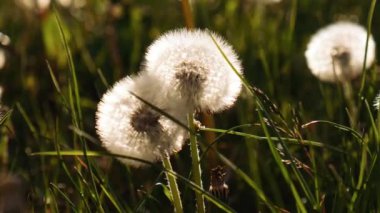 Dandelion blossom at sunset. Fluffy dandelion bulb gets swept away by morning wind blowing across sunlit countryside. White fluffy Field Dandelions on green background. Blurred natural green nature