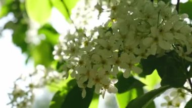 Kiraz ağacında beyaz kiraz çiçekleri. Yaklaş. Kiraz çiçeğinin beyaz taç yaprakları. Doğa. Doğal ışıklandırmalı parlak çiçek sahnesi. Bahar konsepti 