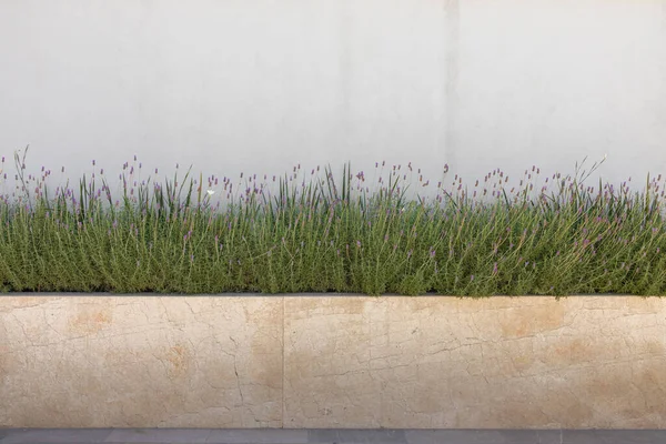 Duvarda lavanta bitkileri ve arka planda beyaz bir duvar var.