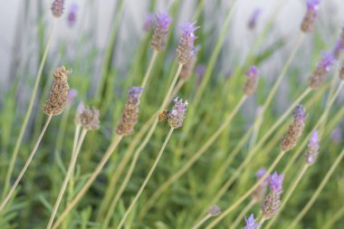 Bee standing on some lavender flowers that are in a planter