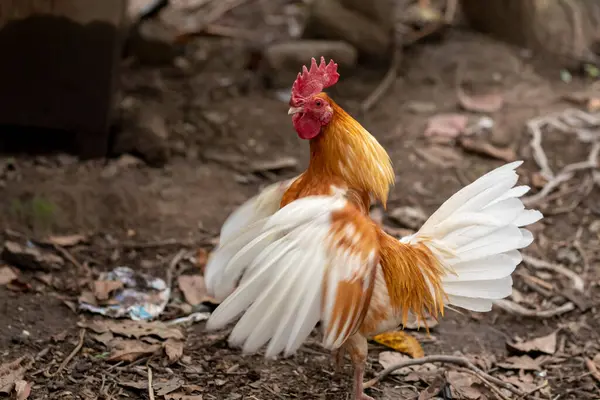 Brown Rooster Flapping Its Wings Field Looking Camera — Stock Fotó