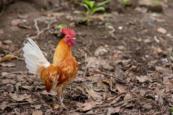 Brown Rooster Standing Field Looking Camera Copy Space —  Fotos de Stock