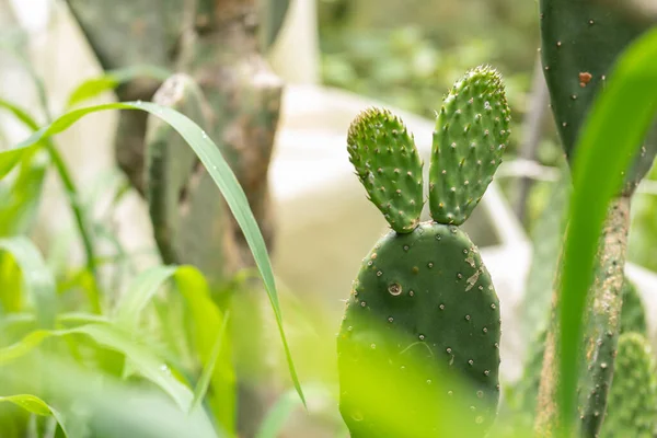Tender nopales in the field with copy space.