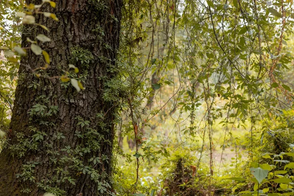 approach to the trunk of a tree with a vine in the middle of nature.