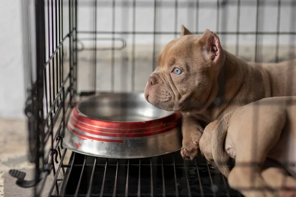 Bir Kafeste Kilitli Bir Köpek Yavrusu Dinlenirken Dışarı Bakar Telifsiz Stok Fotoğraflar