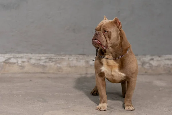 Bravucón Americano Cría Perro Con Rodamiento Mirando Horizonte Estando Alerta — Foto de Stock