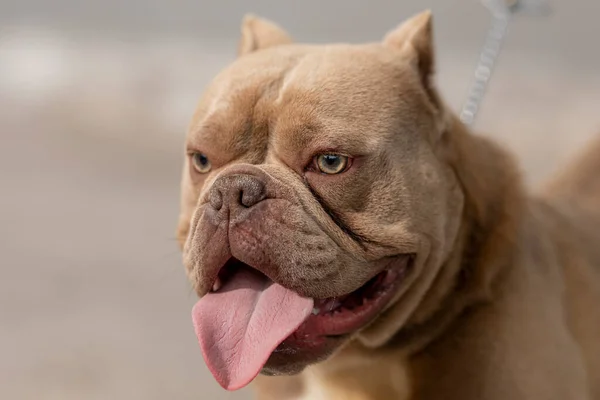 Close Head American Bully Dog — Stock Photo, Image