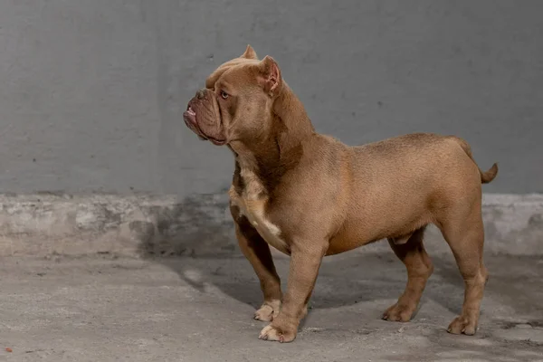 Alert American Bully Breed Dog Looking Horizon — Stock Photo, Image