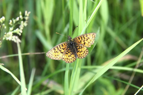 Butterflies, summer, meadow, wildflowers — Stock Photo, Image