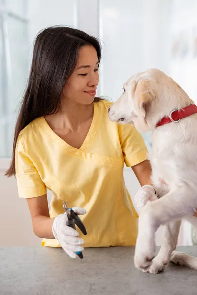 Glad kvinnlig veterinär som tar hand om hunden på kliniken — Stockfoto