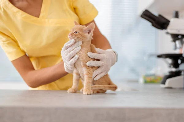 Veterinärsköterska tar hand om lilla kattungen på djurkliniken — Stockfoto