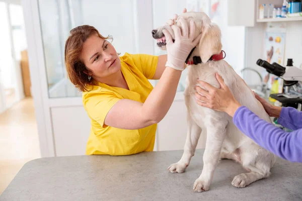 Foto de exame de rotina do cão no consultório médico — Fotografia de Stock