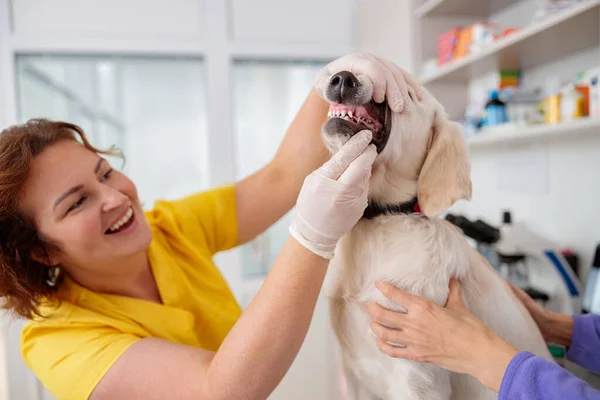 Veterinär läkare undersöker stor hund på kliniken — Stockfoto