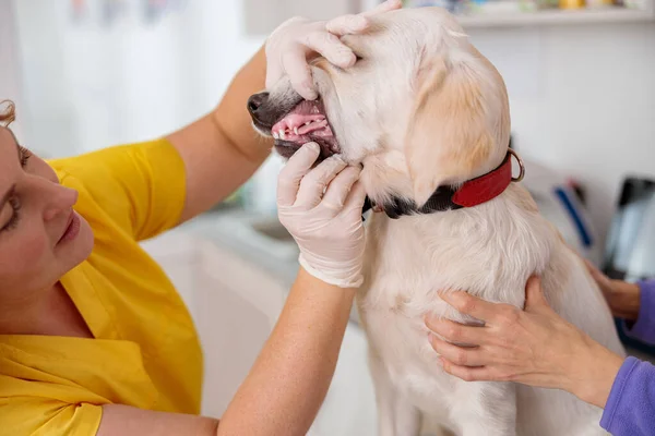 Kvinna veterinär kontrollera hund på djursjukhus — Stockfoto