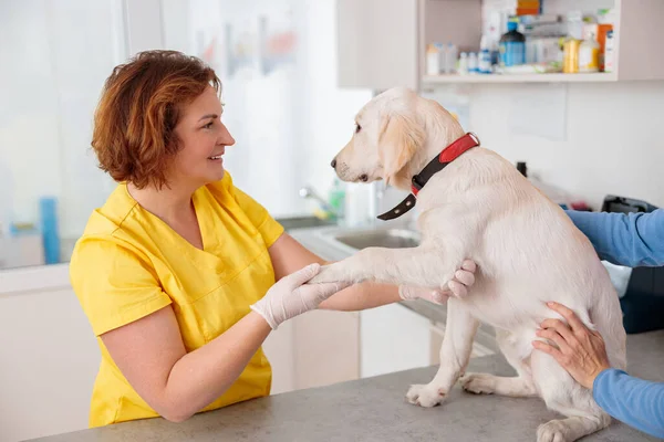 Kvinna veterinär bryr sig om söt hund på kliniken — Stockfoto