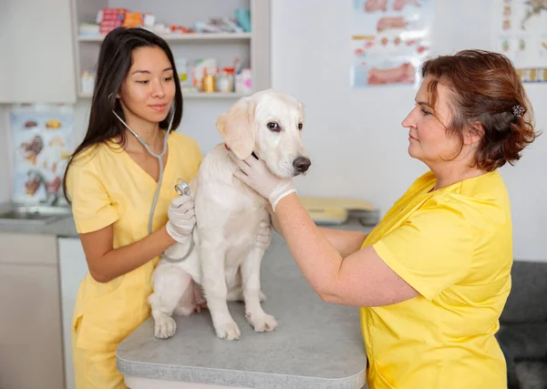 Steteskoplu veteriner, doktor muayenehanesinde köpek dinler. — Stok fotoğraf