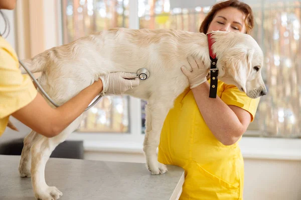 Veteriner kliniğinde steteskopla büyük köpeği muayene ediyor. — Stok fotoğraf