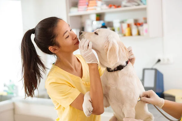 Big dog being examining in vet clinic — Stock Photo, Image