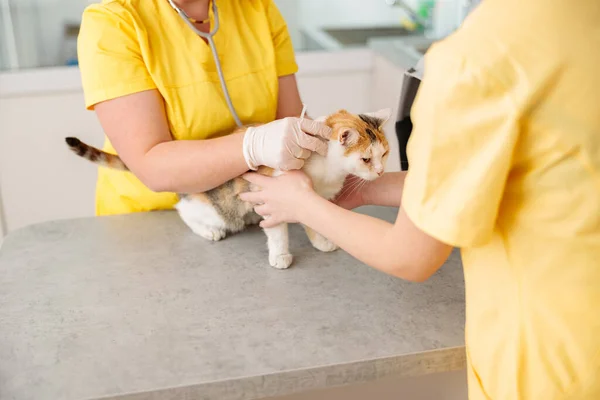 Hayvan hastanesinde kedi aşısı fotoğrafı. — Stok fotoğraf