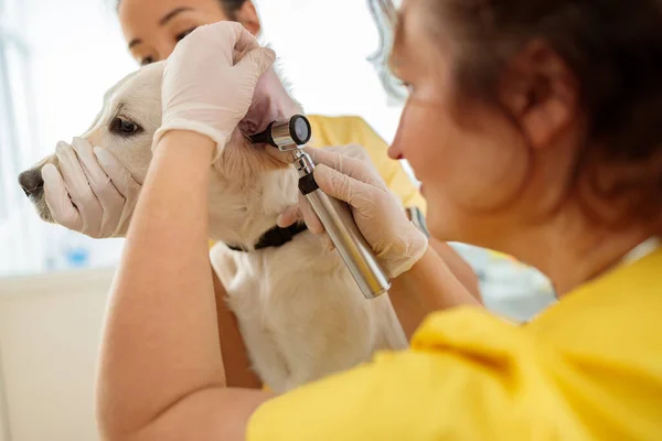 Kvinna veterinär undersöka hund på djursjukhus — Stockfoto