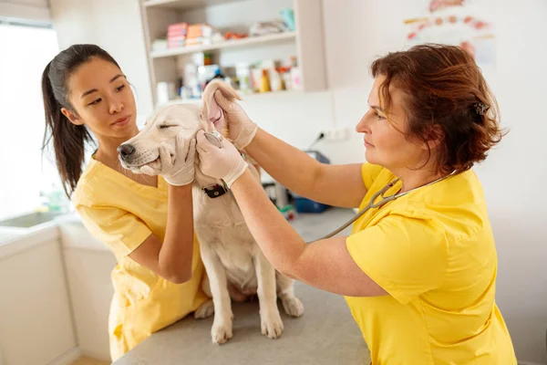 Kvinnliga veterinärer tar hand om hunden på kliniken — Stockfoto
