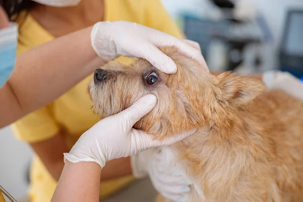 Kvinna veterinär inspektera ögon hund på kliniken — Stockfoto