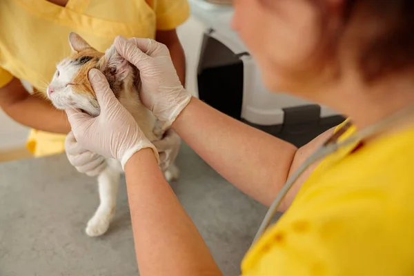 Photo of domestic cat vet examining in clinic — Stockfoto