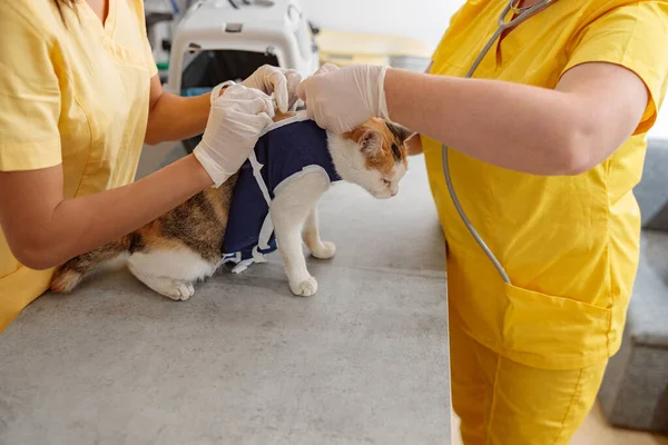 Veterinärundersökning av sjuk katt på läkarmottagningen — Stockfoto