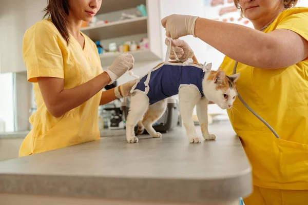 Klinikte veteriner tarafından muayene edilirken sevimli bir kedi. — Stok fotoğraf