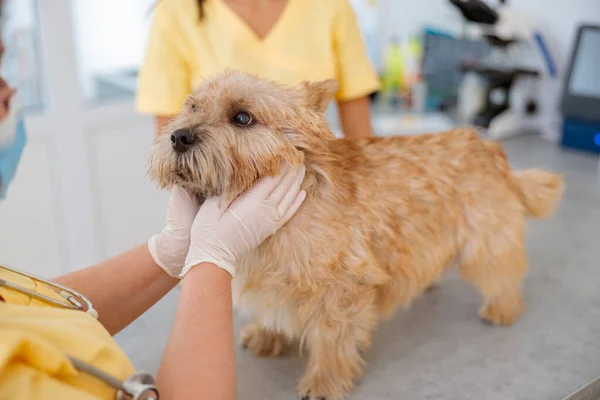 Veterinär undersöker sällskapsdjur hund på bord i veterinär klinik — Stockfoto