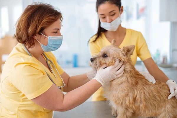 Klinikte düzenli kontrol için köpek ziyaret veterineri.