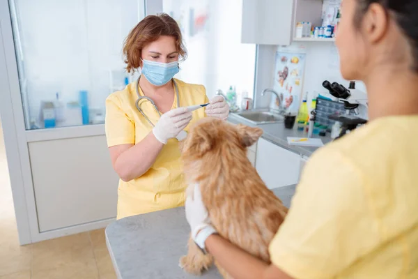 Kvinna Veterinär Undersöka Söt Liten Hund Med Termometer För Mätning — Stockfoto