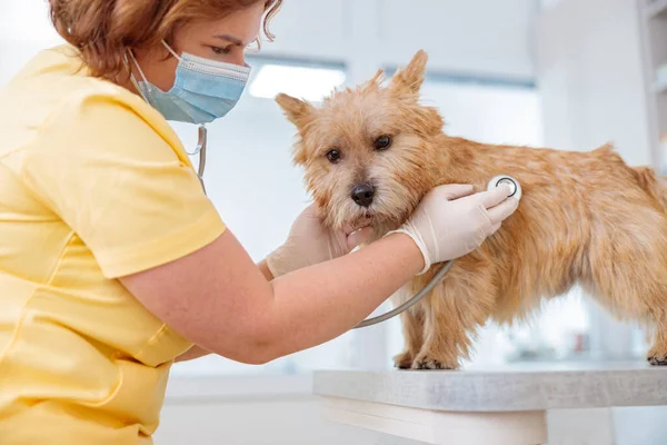 Kvinna Veterinär Bär Ansiktsmask Och Latexhandskar Undersöka Söt Rödhårig Terrier — Stockfoto