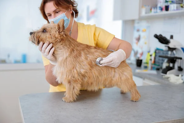 Kvinna Veterinär Som Utför Läkarundersökning Söt Norwich Terrier Med Fonendoskop — Stockfoto