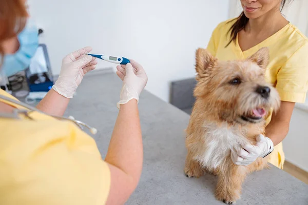 兽医诊所里坐在桌子上 穿着工作服的女兽医对有趣的诺威克犬体温进行了均匀的测量 — 图库照片