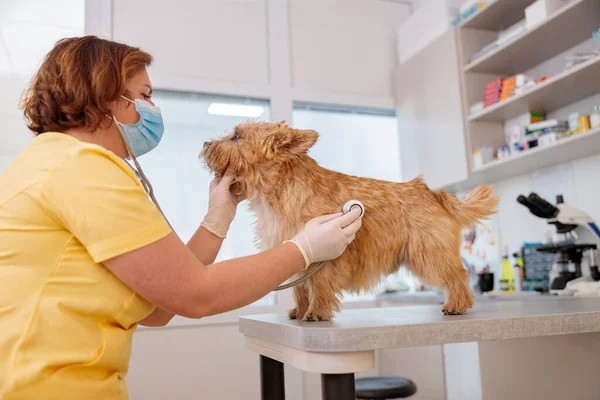 兽医诊所的女兽医戴着口罩和手套 一边听着小狗用留声机呼吸 — 图库照片
